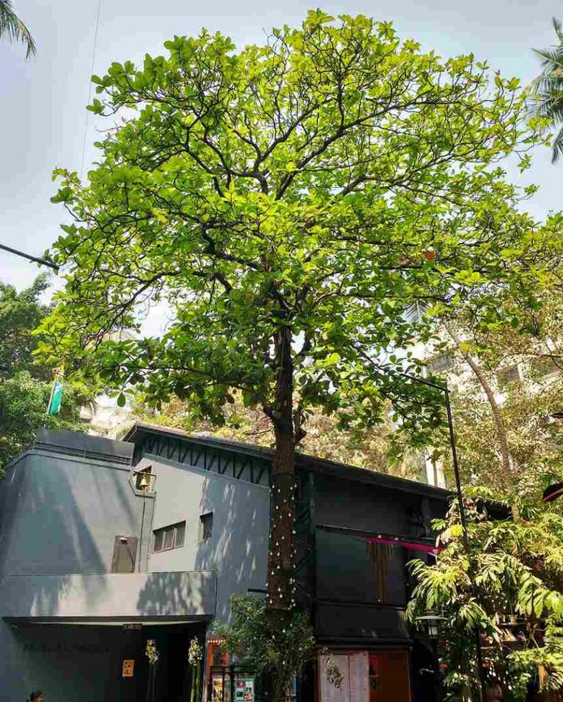 The view from outside. Photo: Prithvi Theatre